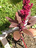 Amarante (3) (Photo F. Mrugala)